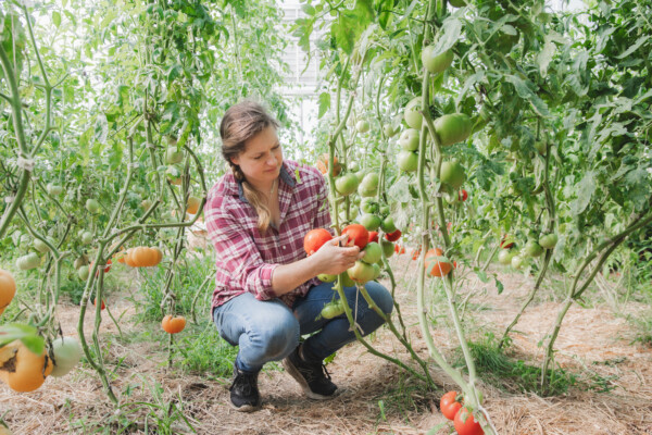 Jenny Vascotto inspects tomatoes in the couple’s greenhouse in Lyndonville. Photo by Erica Houskeeper.